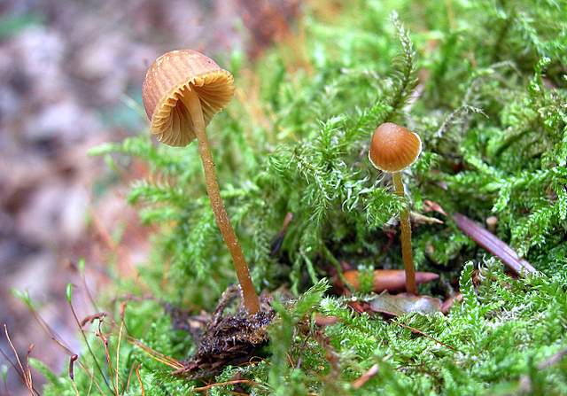 Galerina cerina var. longicystis      Smith & Singer